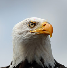 Close up of a Bald Eagle 