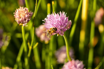Abeille dans les fleurs