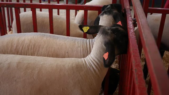 Sheep and Lambs in a county fair stall