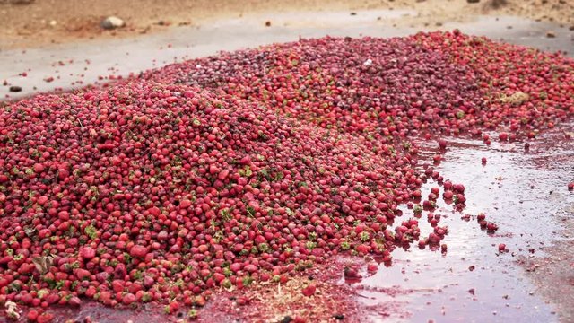 Strawberrys &ndash; Food Overproduction