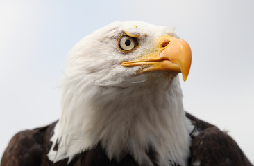 Close up of a Bald Eagle 
