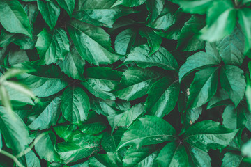 Creative layout made of green leaves. Nature background