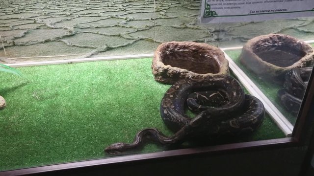 terrarium in which live snakes and crocodiles