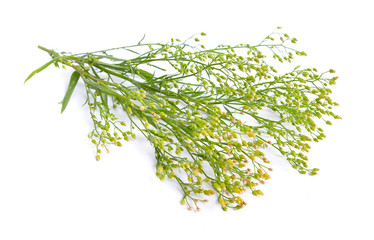 Erigeron canadensis or Conyza canadensis. Common names include horseweed, Canadian horseweed, Canadian fleabane, coltstail, marestail, and butterweed. Isolated.