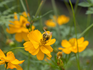 Cosmos sulphureus. Les fleurs de cosmos sulfureux ou cosmos de Klondike.