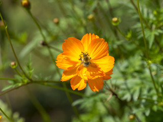 Cosmos sulphureus. Les fleurs de cosmos sulfureux ou cosmos de Klondike.