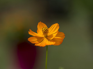 Cosmos sulphureus. Les fleurs de cosmos sulfureux ou cosmos de Klondike.