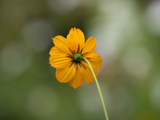 Cosmos sulphureus. Les fleurs de cosmos sulfureux ou cosmos de Klondike.