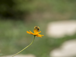 Cosmos sulphureus. Les fleurs de cosmos sulfureux ou cosmos de Klondike.