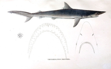 Naklejka premium Illustration of animal