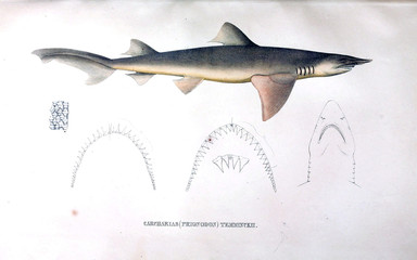 Naklejka premium Illustration of animal