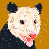 Opossum