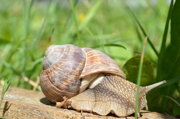 snail