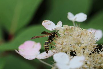 Hornet bee on a hydrangea plant