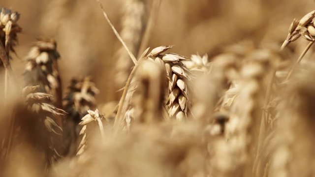 CLOSE-UP: Spica from a wheat plant