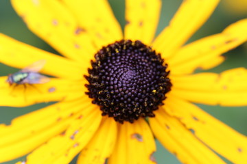 Macro of a black-eyed susan bloom 