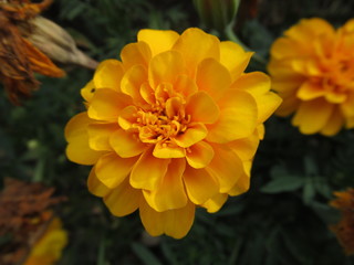 wunderschöne gelbe Blume, Blüte