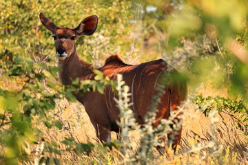 weiblicher Kudu