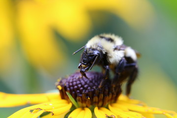 A bee enjoying the pollen from a black-eyed susan flower