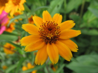 schöne gelbe Blume, Blüte