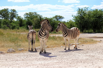 Zeig mir alle Seiten