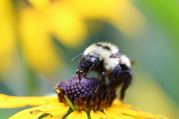 A bee enjoying the pollen from a black-eyed susan flower