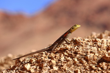 Echse mit gelbem Kopf