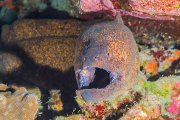 Moray Eel in coral reef