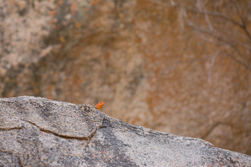 a lizard is sitting in the sun in africa