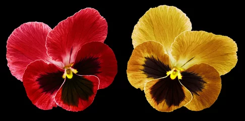 Wall murals Pansies Pansies red and orange flower on the black  isolated background with clipping path.  Closeup no shadows.  Nature.