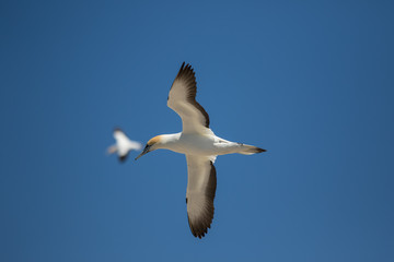 Obraz premium Vogel im Flug