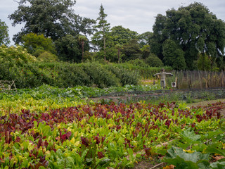 Vegetable Patch