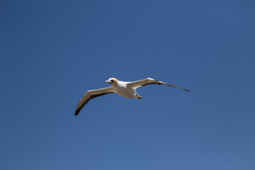 Vogel im Flug