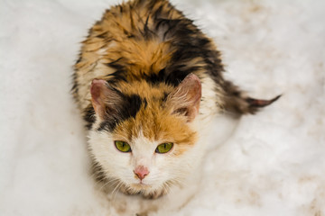 A wet homeless cat with sad eyes