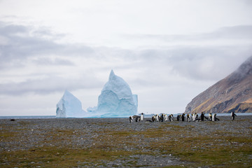 penguin in the arctic © sarah