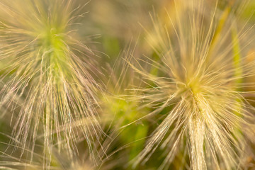 Yellow ears of wild grass.