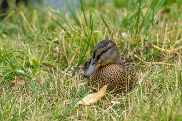Female Mallard Duck Laying in the Grass