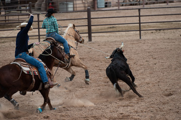 rodeo