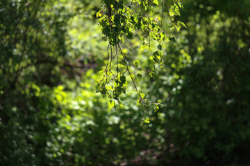 Spring / Young birch leaves