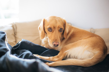 Sick dog rests in the pelvis after surgery, looking tired
