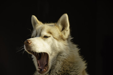 Husky on a dark summer background.