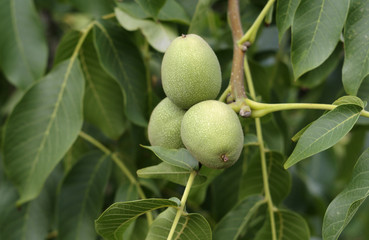 Young Walnuts Growing On a Tree