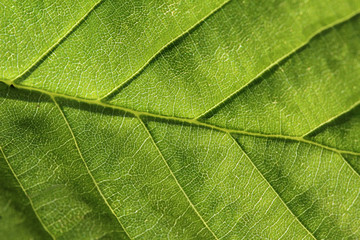 Green leaf close up