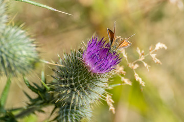 Essex skipper on a Thistle