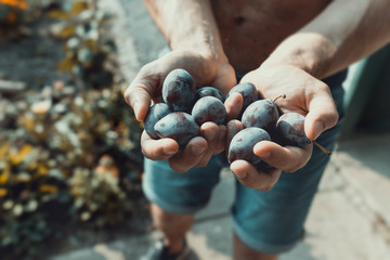 Man’s hands filed with ecological mature Hungarian plum, in the glare of the afternoon sun. 