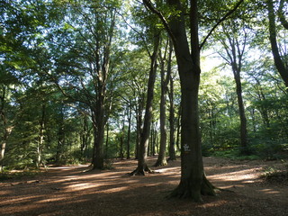 Birgeler Urwald bei Heinzberg Mönchengladbach