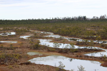 Bog in estonia