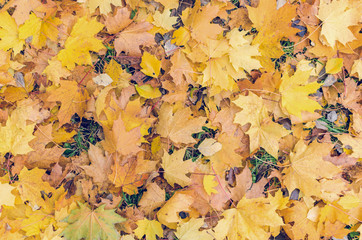 Colorful background of fallen autumn leaves texture