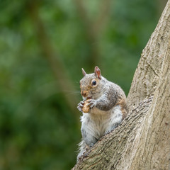 Naklejka na ściany i meble Eastern Grey Squirrel Eating