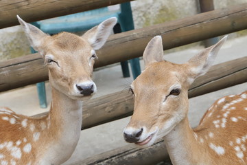 Obraz premium Cerbiatti, Fawns